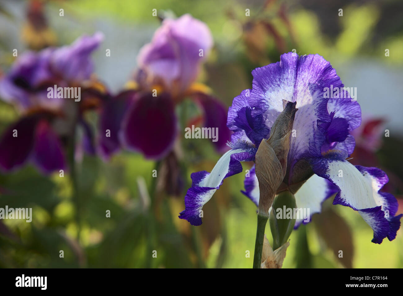 Bel fiore bicolore iris. closeup Foto Stock