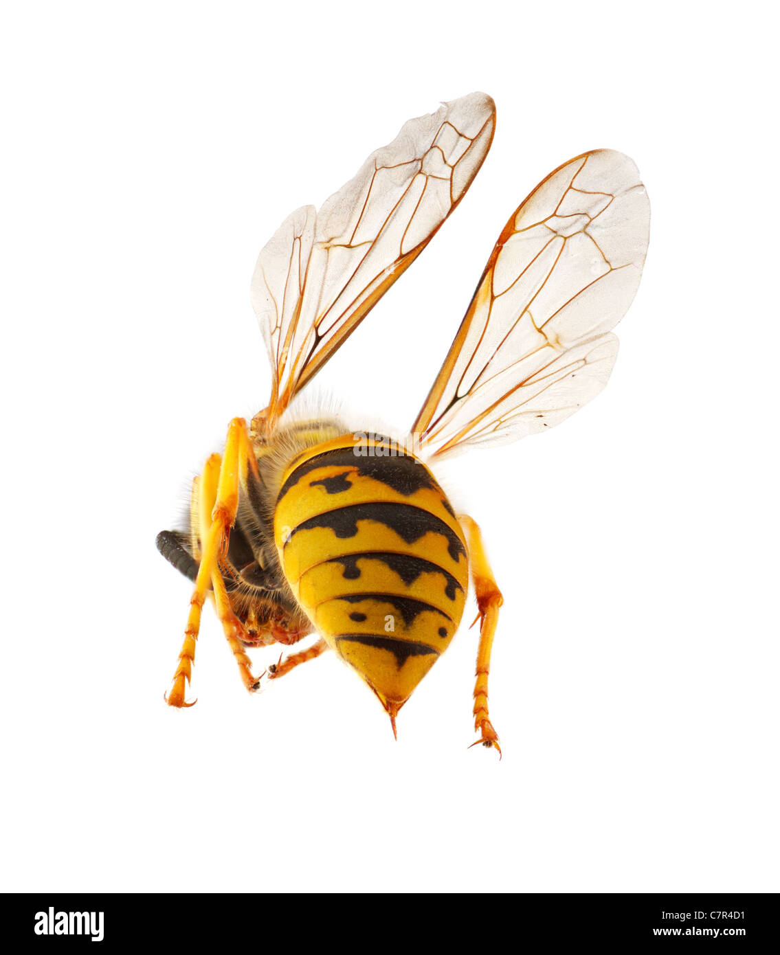 Wasp presentando è addome con minaccioso stinger, macro con messa a fuoco impilati, concetto isolato per minaccia e pericolo Foto Stock