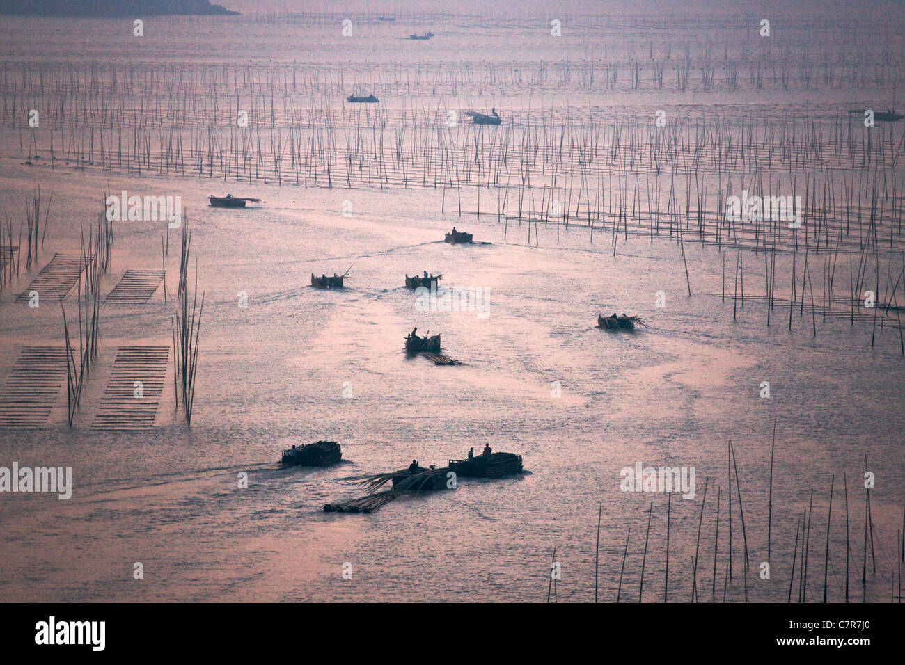 La pesca in barca a vela attraverso canne di bambù per essiccare le alghe, il Mar della Cina orientale, Xiapu, provincia del Fujian, Cina Foto Stock