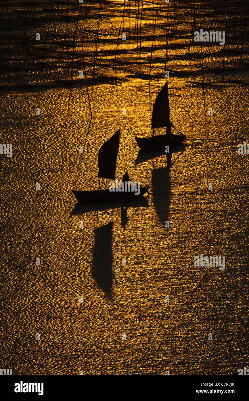 Barche a vela vela per mezzo di canne di bambù per essiccare le alghe, il Mar della Cina orientale, Xiapu, provincia del Fujian, Cina Foto Stock