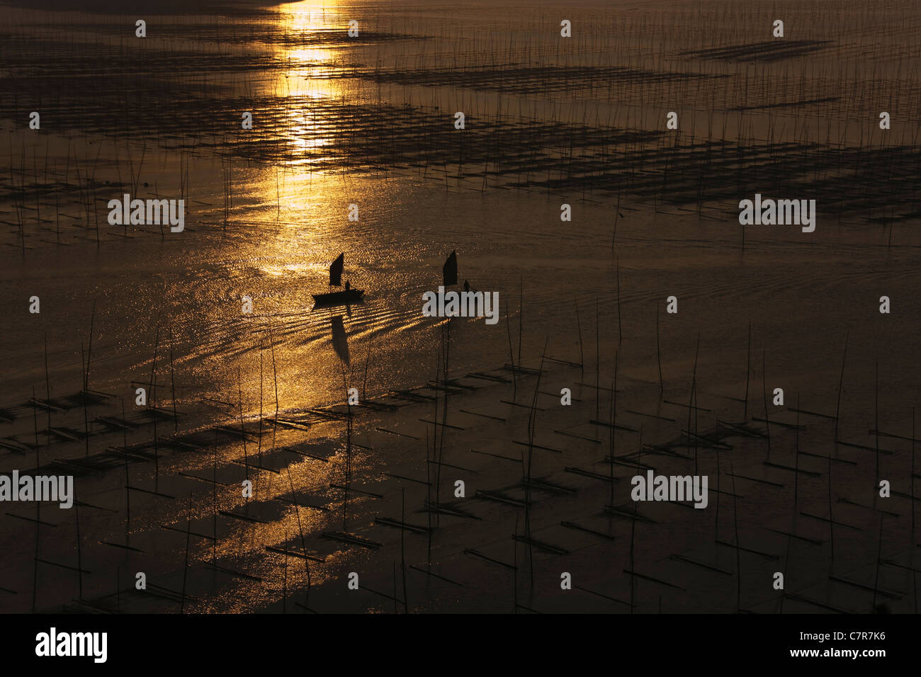 Barche a vela vela per mezzo di canne di bambù per essiccare le alghe, il Mar della Cina orientale, Xiapu, provincia del Fujian, Cina Foto Stock
