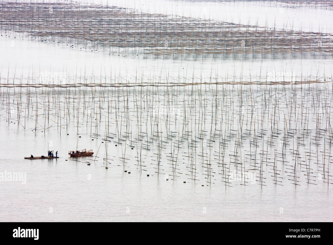 La pesca in barca a vela attraverso canne di bambù per essiccare le alghe, il Mar della Cina orientale, Xiapu, provincia del Fujian, Cina Foto Stock