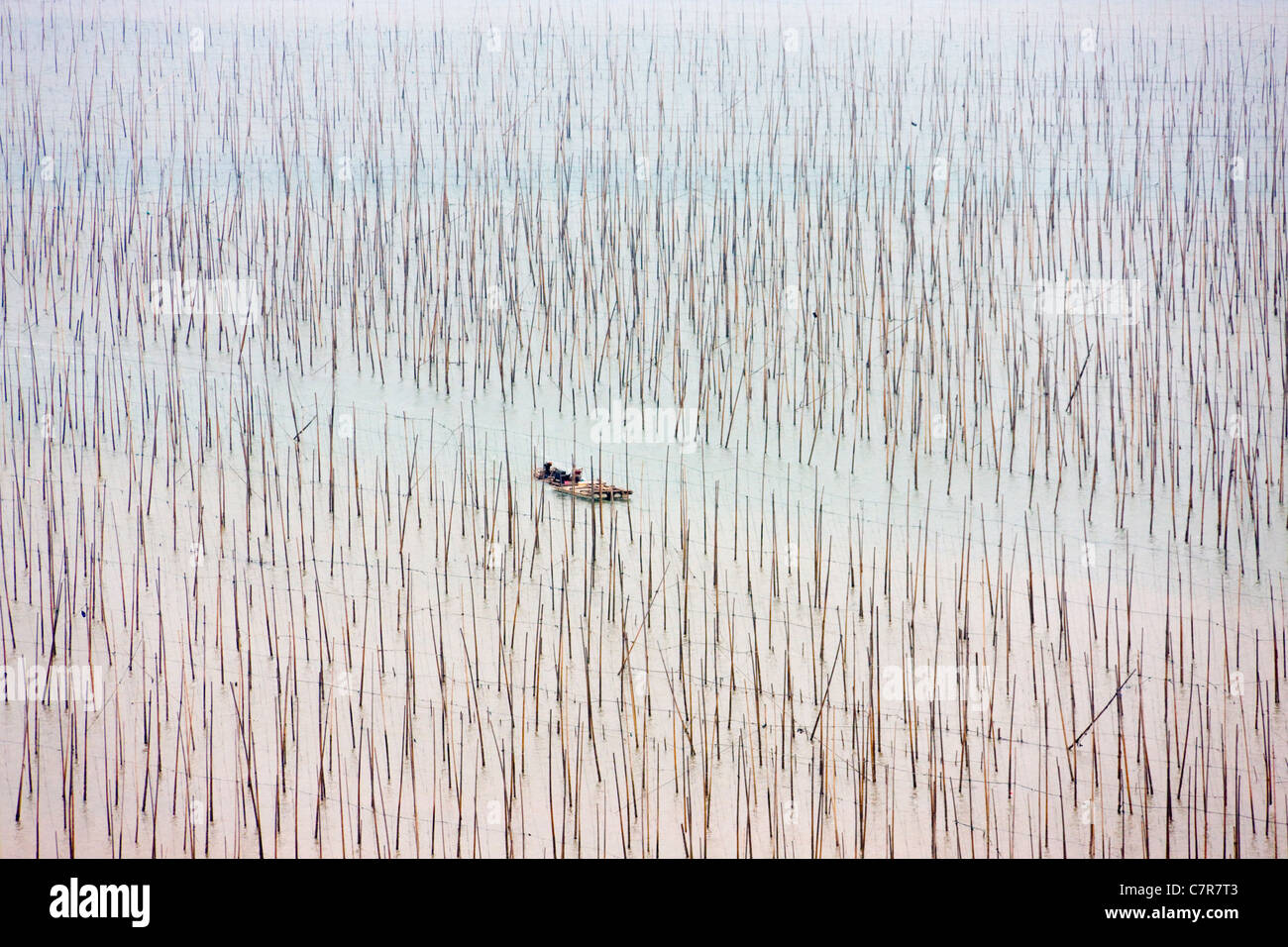 La pesca in barca a vela attraverso canne di bambù per essiccare le alghe, il Mar della Cina orientale, Xiapu, provincia del Fujian, Cina Foto Stock