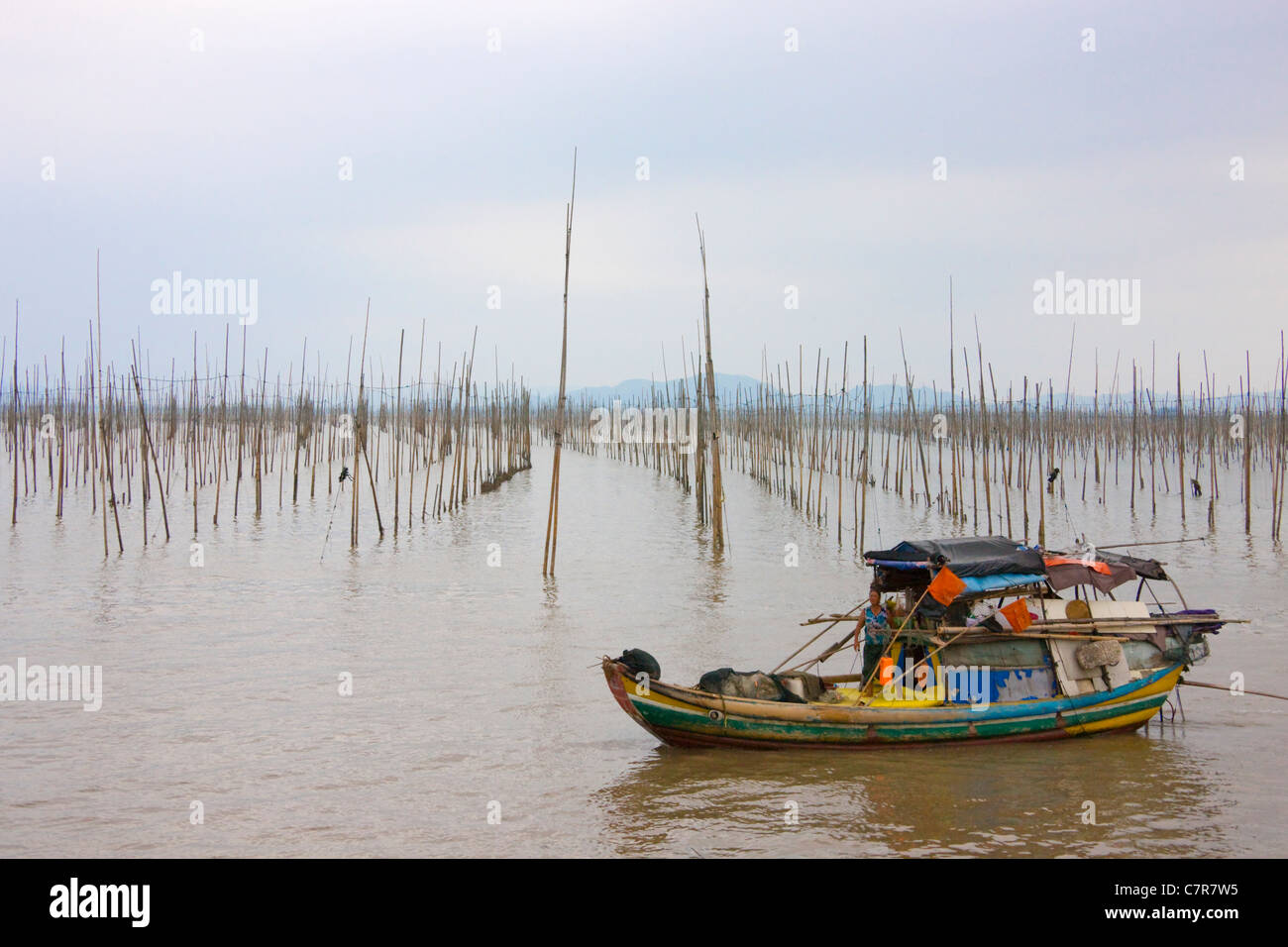Barca da pesca e canne di bambù per essiccare le alghe, il Mar della Cina orientale, Xiapu, provincia del Fujian, Cina Foto Stock