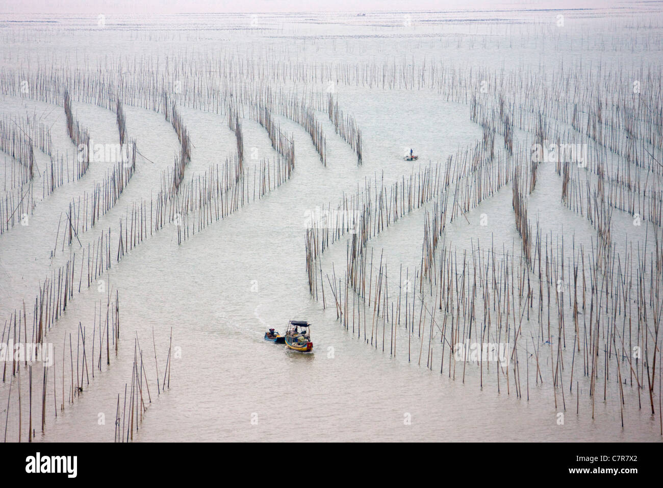 La pesca in barca a vela attraverso canne di bambù per essiccare le alghe, il Mar della Cina orientale, Xiapu, provincia del Fujian, Cina Foto Stock