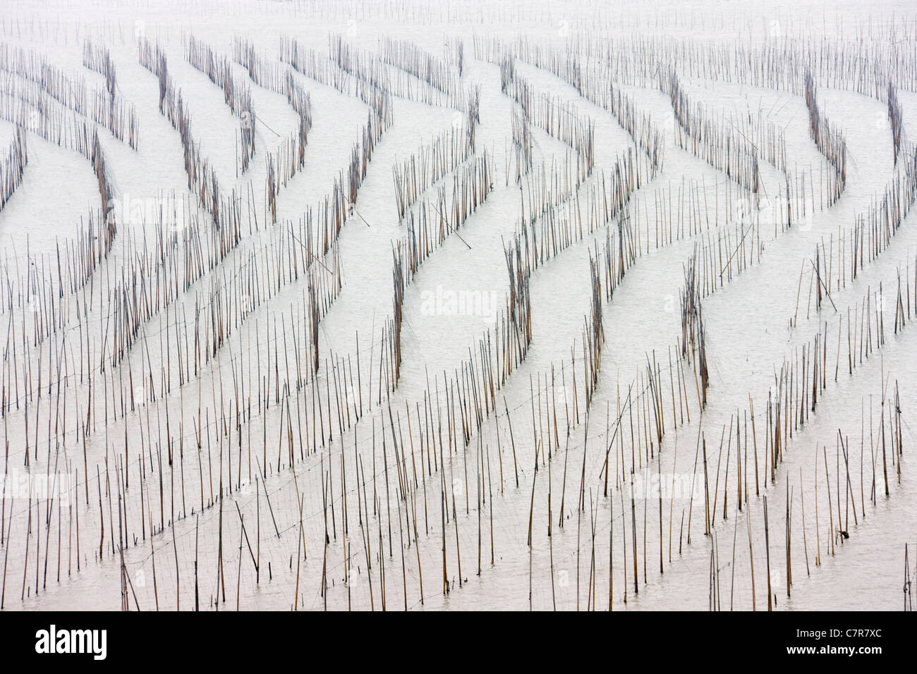 Canne di bambù per essiccare le alghe, il Mar della Cina orientale, Xiapu, Fujian, Cina Foto Stock