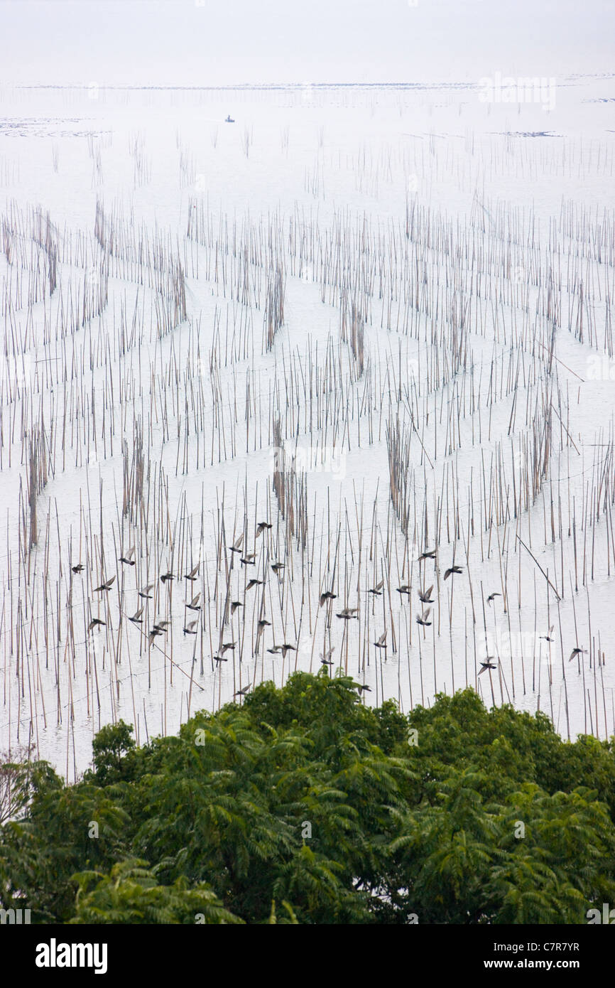 Fattoria di alghe marine nell'oceano, il Mar della Cina orientale, Xiapu, provincia del Fujian, Cina Foto Stock