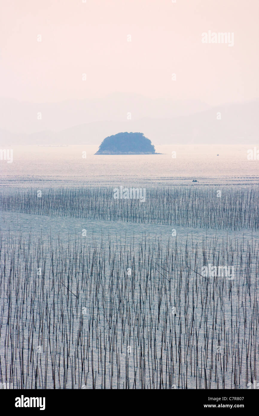 Fattoria di alghe marine nell'oceano, il Mar della Cina orientale, Xiapu, provincia del Fujian, Cina Foto Stock