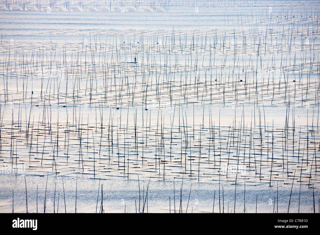 Canne di bambù per essiccare le alghe, il Mar della Cina orientale, Xiapu, provincia del Fujian, Cina Foto Stock