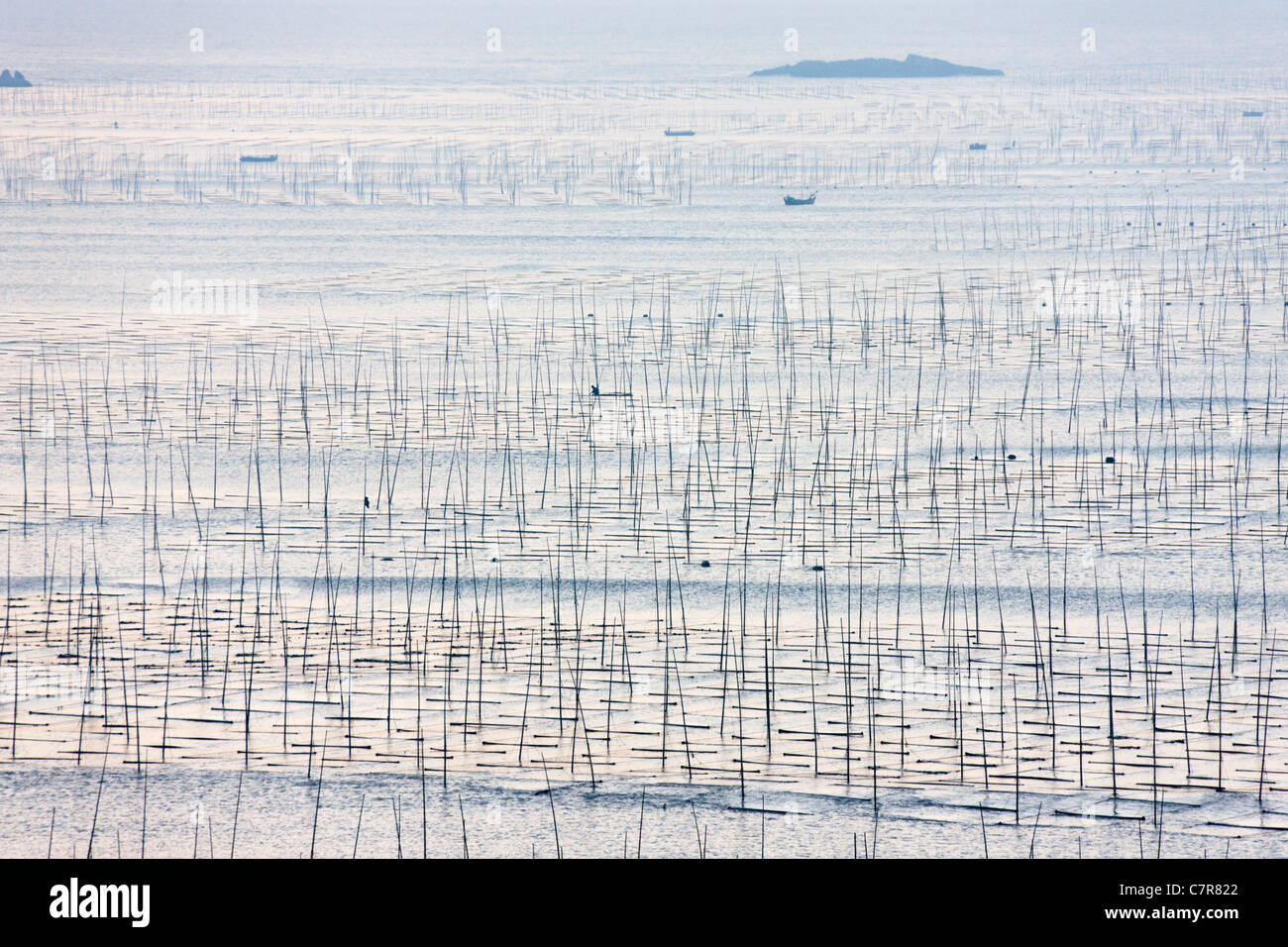 La pesca in barca a vela attraverso canne di bambù per essiccare le alghe, il Mar della Cina orientale, Xiapu, provincia del Fujian, Cina Foto Stock