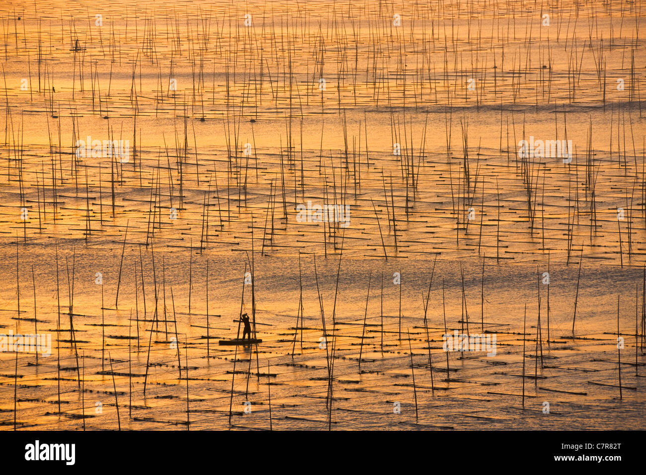 In barca a vela attraverso le alghe fattoria con canne di bambù per l'asciugatura di alghe marine, il Mar della Cina orientale, provincia del Fujian, Cina Foto Stock