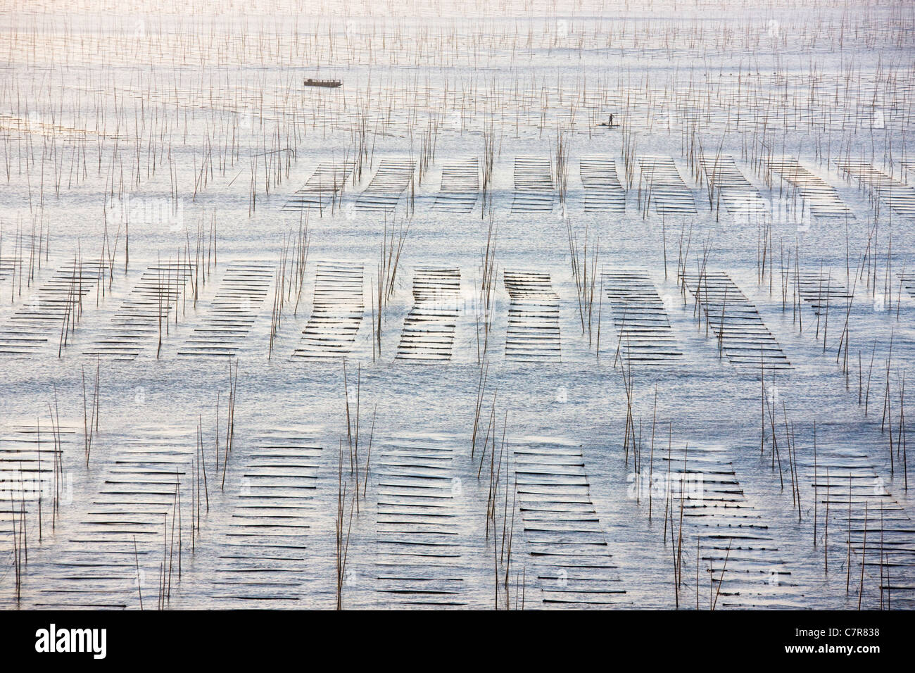 La pesca in barca a vela attraverso canne di bambù per essiccare le alghe, il Mar della Cina orientale, Xiapu, provincia del Fujian, Cina Foto Stock