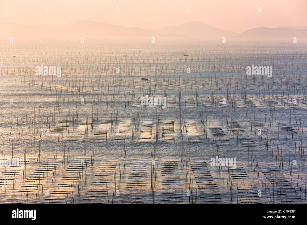 La pesca in barca a vela attraverso canne di bambù per essiccare le alghe, il Mar della Cina orientale, Xiapu, provincia del Fujian, Cina Foto Stock