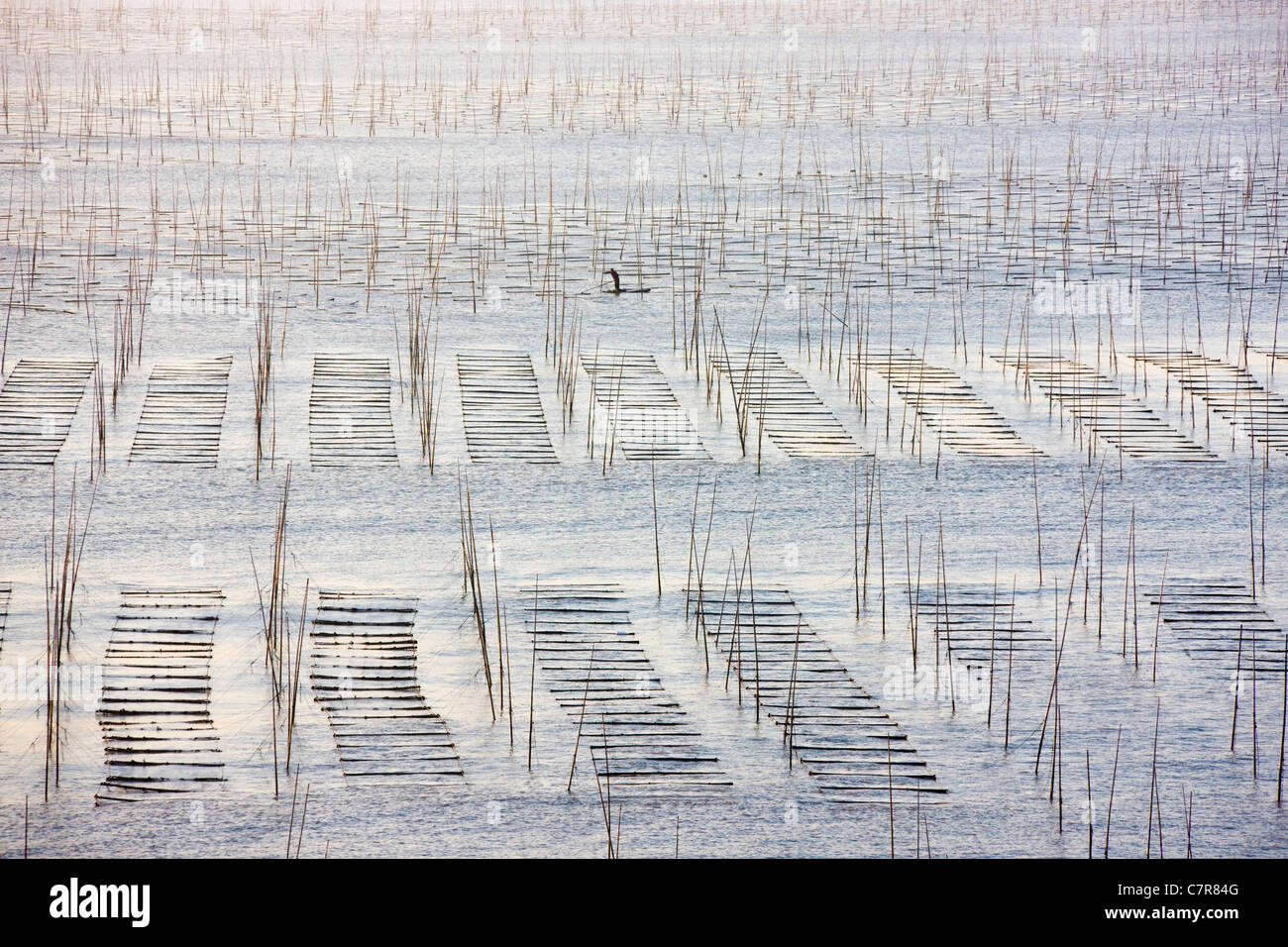 Canne di bambù per essiccare le alghe, il Mar della Cina orientale, Xiapu, provincia del Fujian, Cina Foto Stock