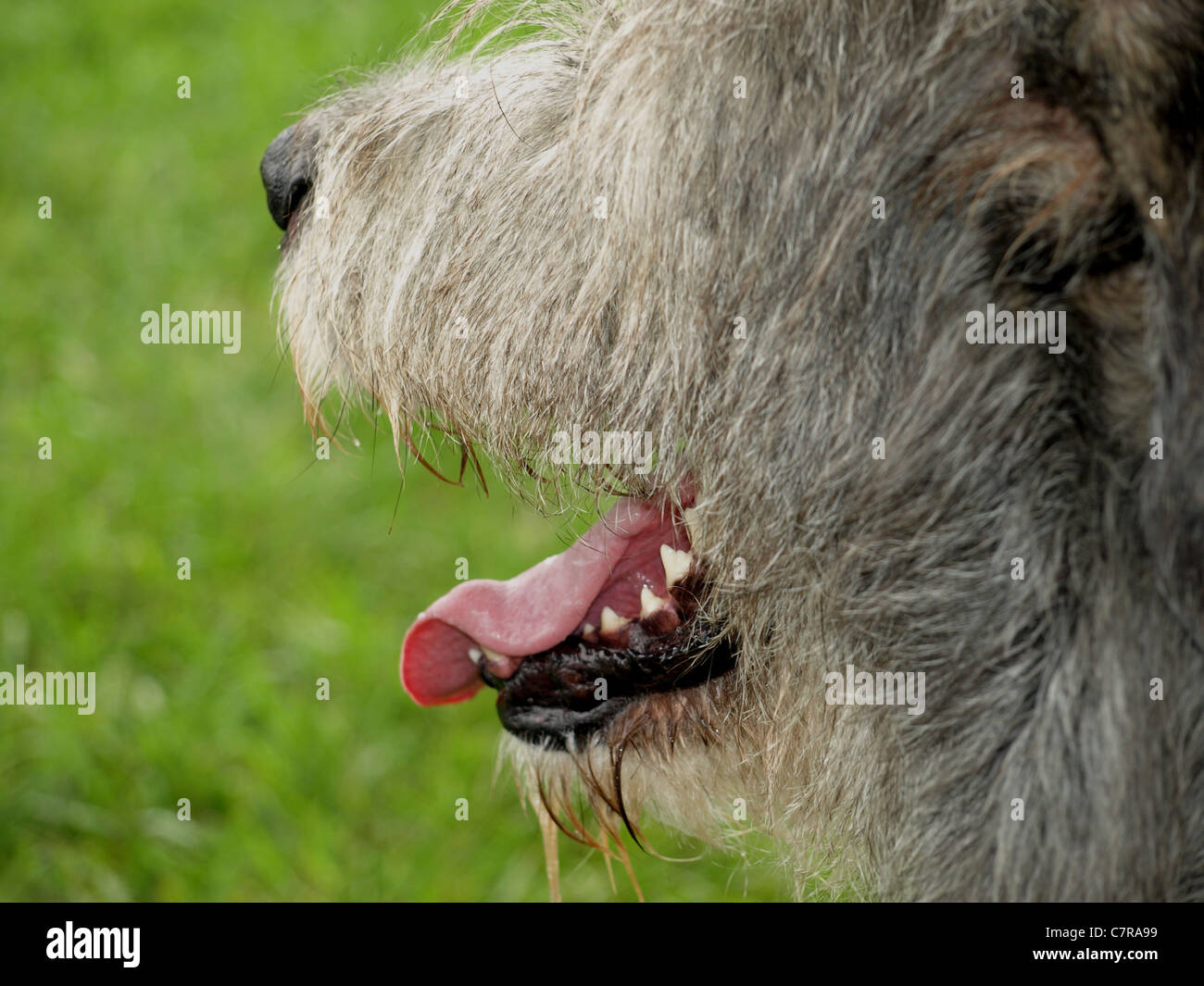 Le ganasce schiusi di un drooling e ansimando Irish Wolfhound. Foto Stock