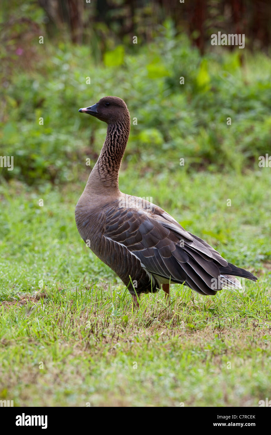 Rosa-footed Goose (Anser brachyrhynchus). Foto Stock