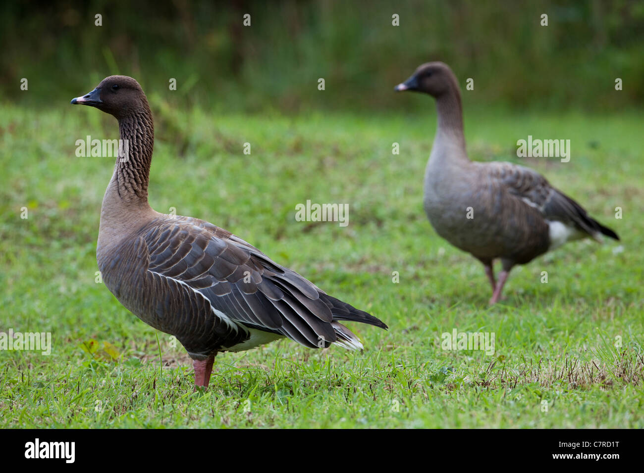Rosa-footed oche (Anser brachyrhynchus). Coppia. Gander sinistra. Foto Stock