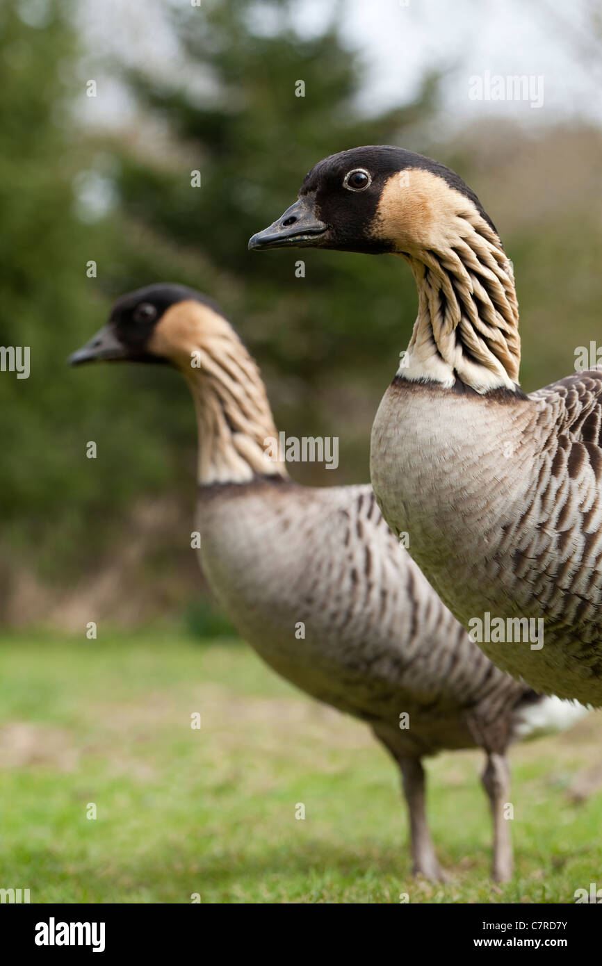 Hawiian oche o Nene Branta sandvicensis). Foto Stock