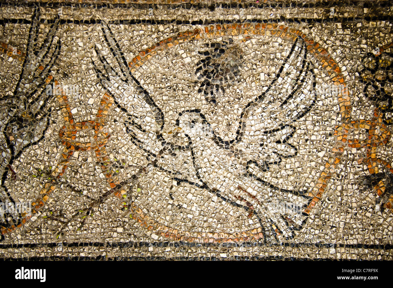 Mosaico di una colomba con un ramo di olivo sul pavimento della chiesa del Santo Sepolcro di Gerusalemme. Foto Stock
