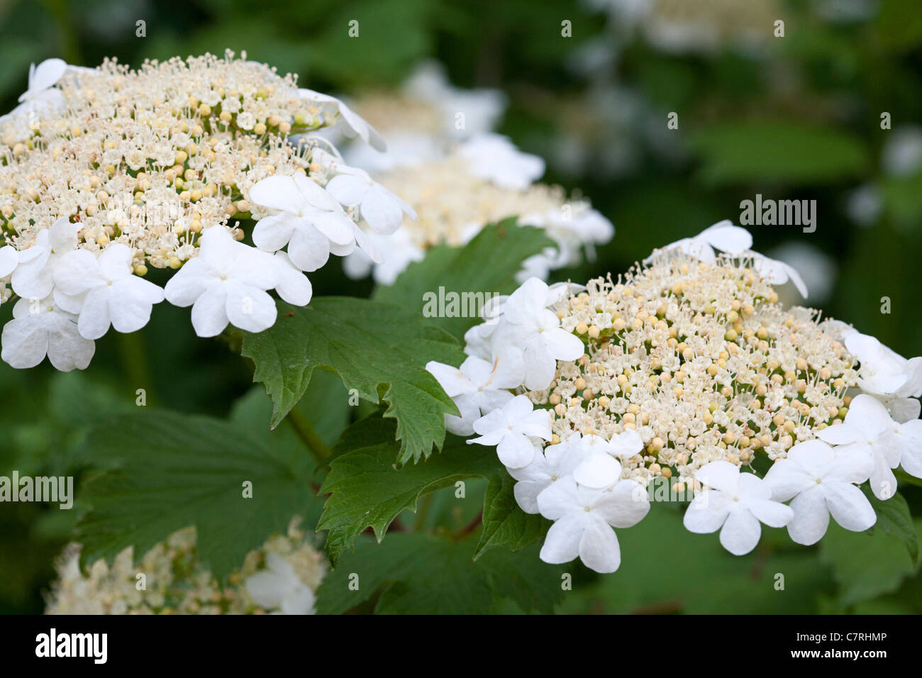Fiori di viburno Rose (Viburnum opulus), Alblasserdam, South-Holland, Paesi Bassi Foto Stock