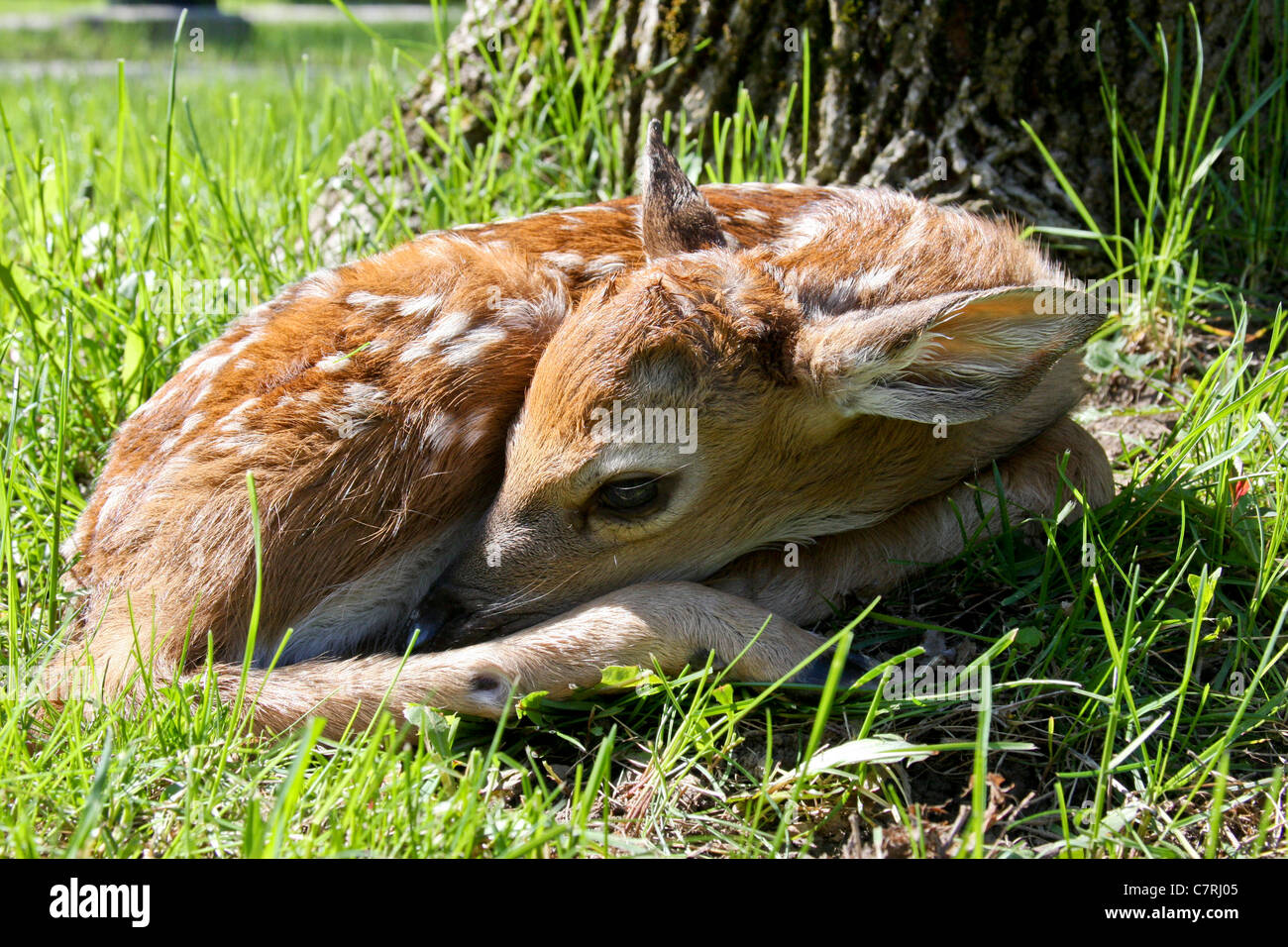 Culbianco Deer Fawn posa sul prato di fronte di un albero Foto Stock