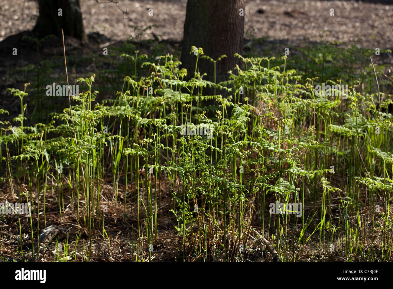Bracken (Pteridium aquilinum). Crescita Frond in una radura del bosco. Tronchi di alberi; quercia (Quercus robur). La molla, Norfolk, Inghilterra. Foto Stock