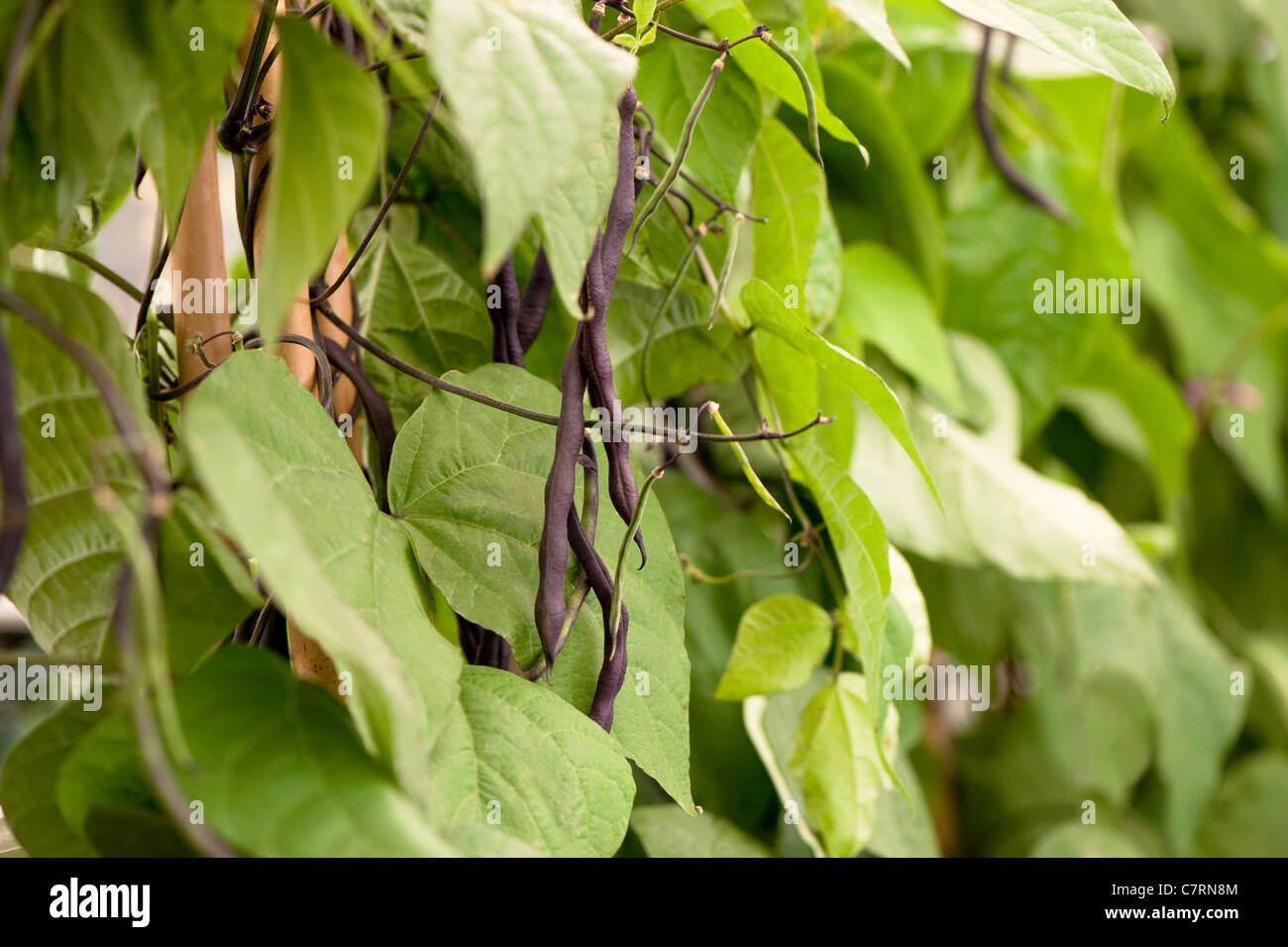 Fagiolo francese "viola" in cascata Foto Stock