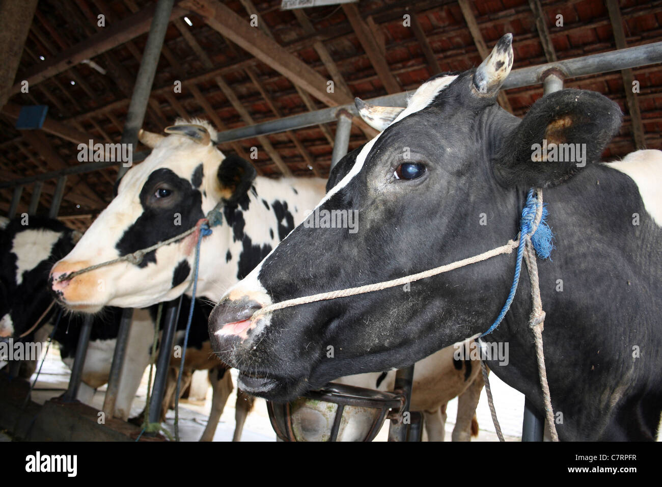 Mucche In un capannone Foto Stock