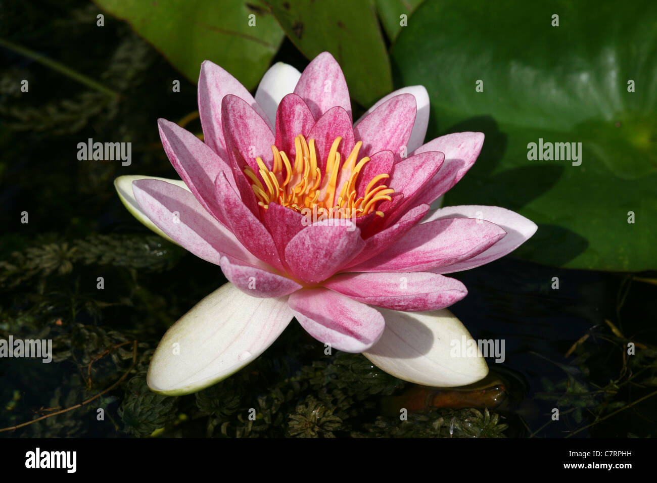 Acqua di rosa Lily Nymphaea sp. Foto Stock