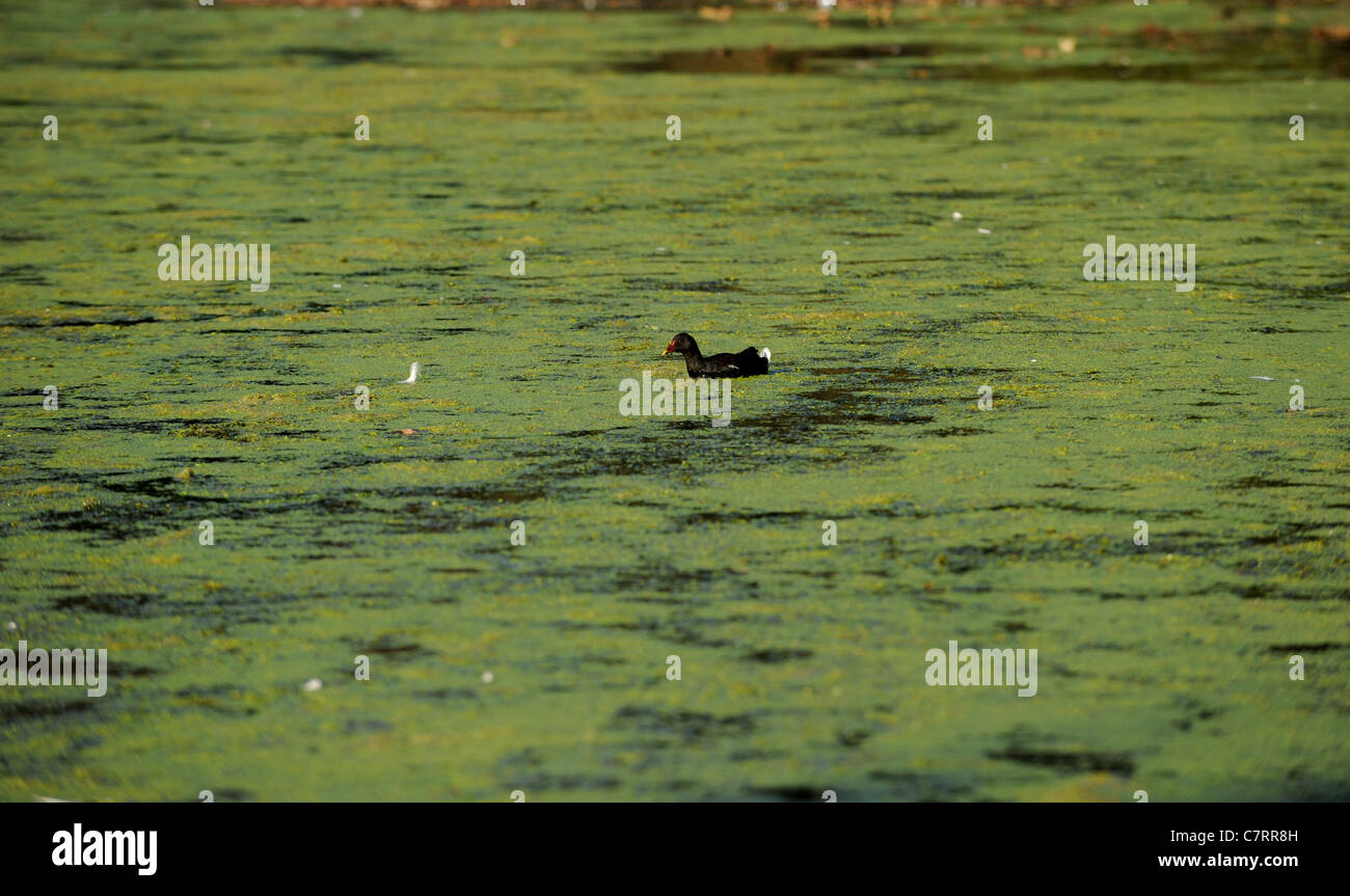 Un Moorhen nuota su un mare di erbaccia e alghe sul Queens Park pond Brighton nel tempo caldo Foto Stock