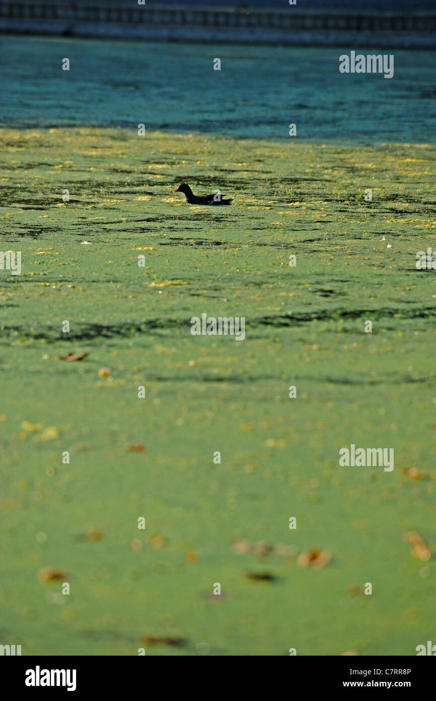Un Moorhen nuota su un mare di erbaccia e alghe sul Queens Park pond Brighton nel tempo caldo Foto Stock