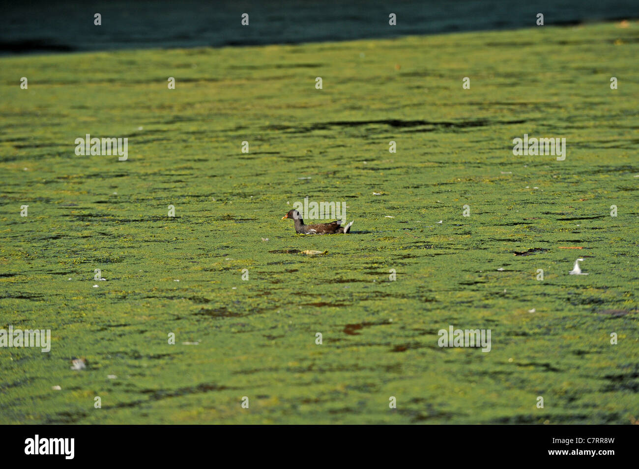 Un Moorhen nuota su un mare di erbaccia e alghe sul Queens Park pond Brighton nel tempo caldo Foto Stock