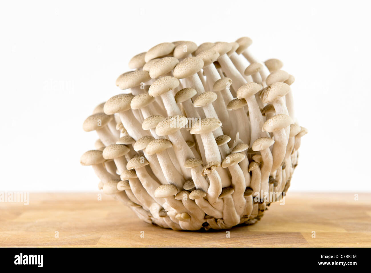 Close up di buna shimeji funghi organico noto anche come marrone di funghi di faggio Foto Stock