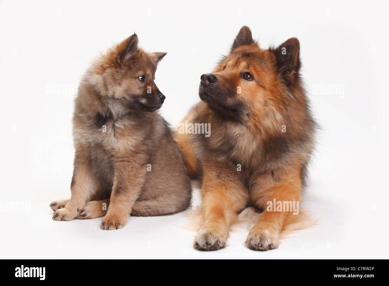 Eurasier con cucciolo, 10 settimane Foto Stock