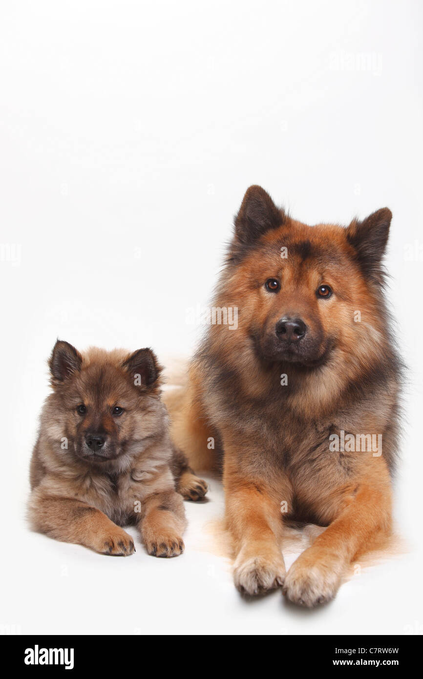 Eurasier con cucciolo, 10 settimane Foto Stock