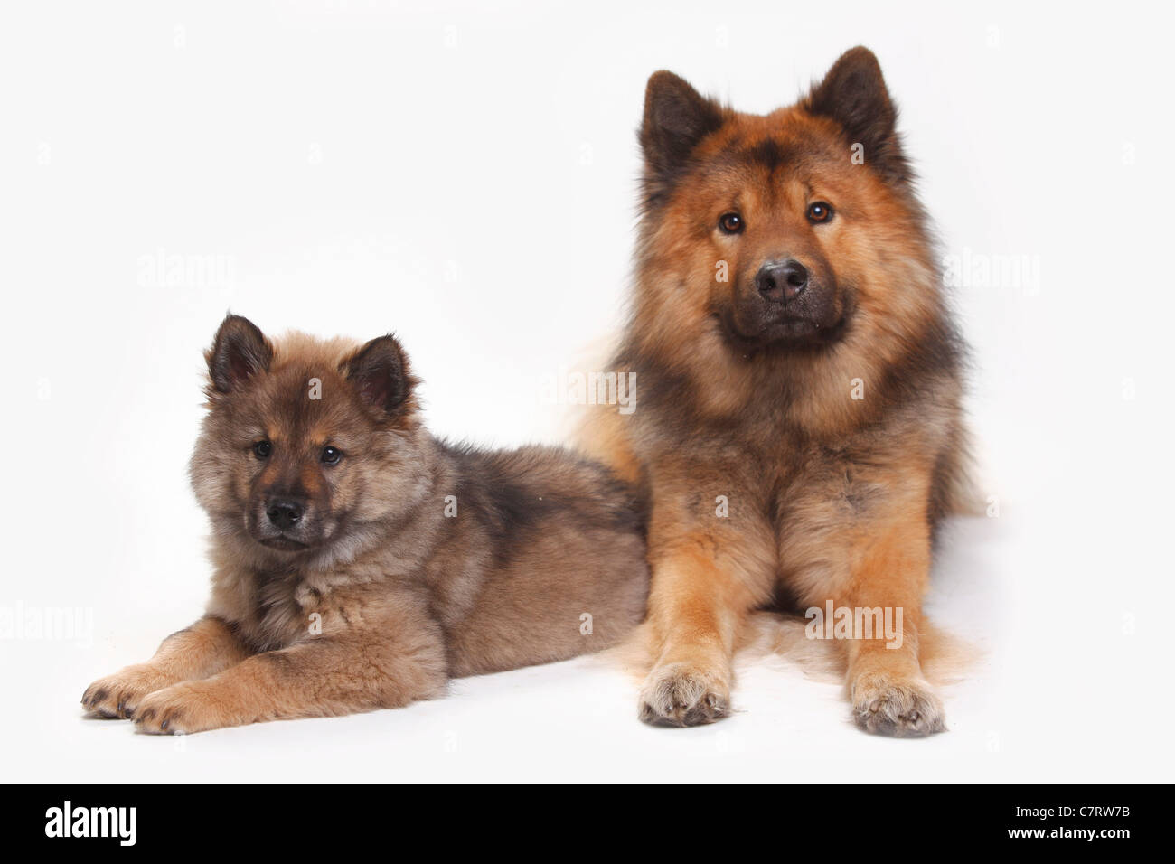 Eurasier con cucciolo, 10 settimane Foto Stock