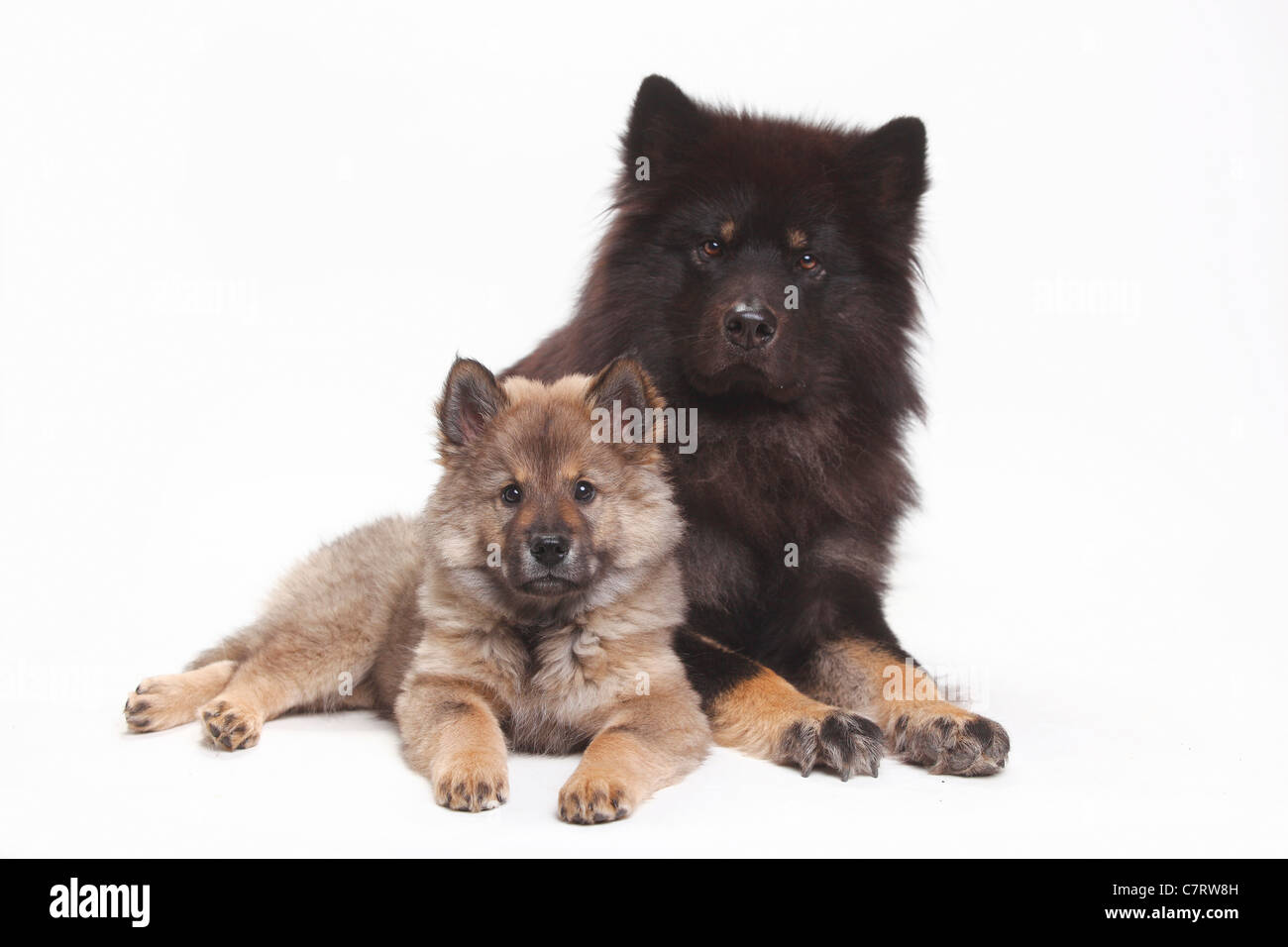 Eurasier con cucciolo, 10 settimane Foto Stock