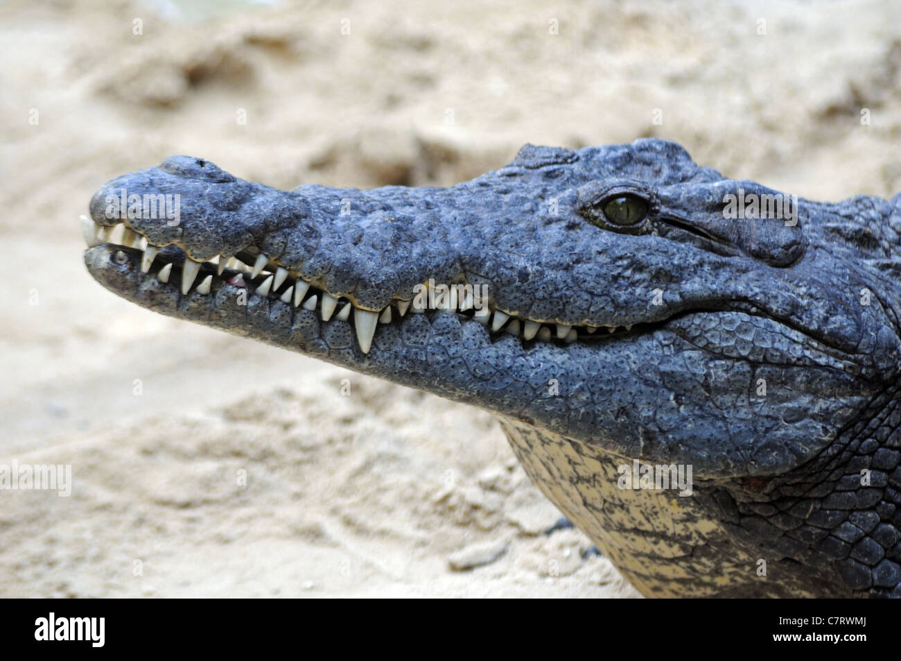 Coccodrillo del Nilo () - Crocodylus niloticus, Fuengirola Zoo (Bioparco), Fuengirola, Costa del Sol, provincia di Malaga, Andalusia. Foto Stock