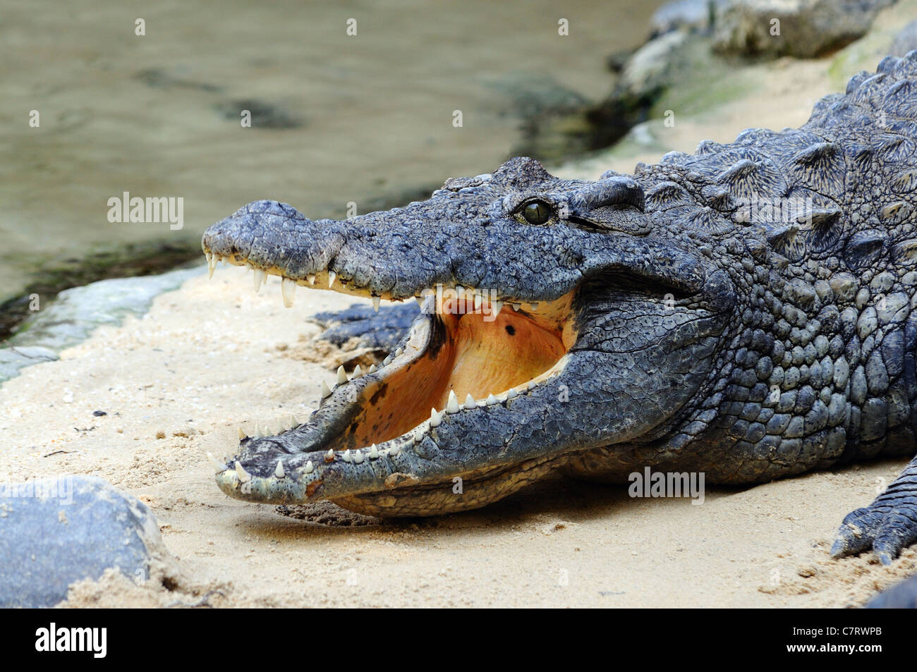 Coccodrillo del Nilo () - Crocodylus niloticus, Fuengirola Zoo (Bioparco), Fuengirola, Costa del Sol, provincia di Malaga, Andalusia. Foto Stock