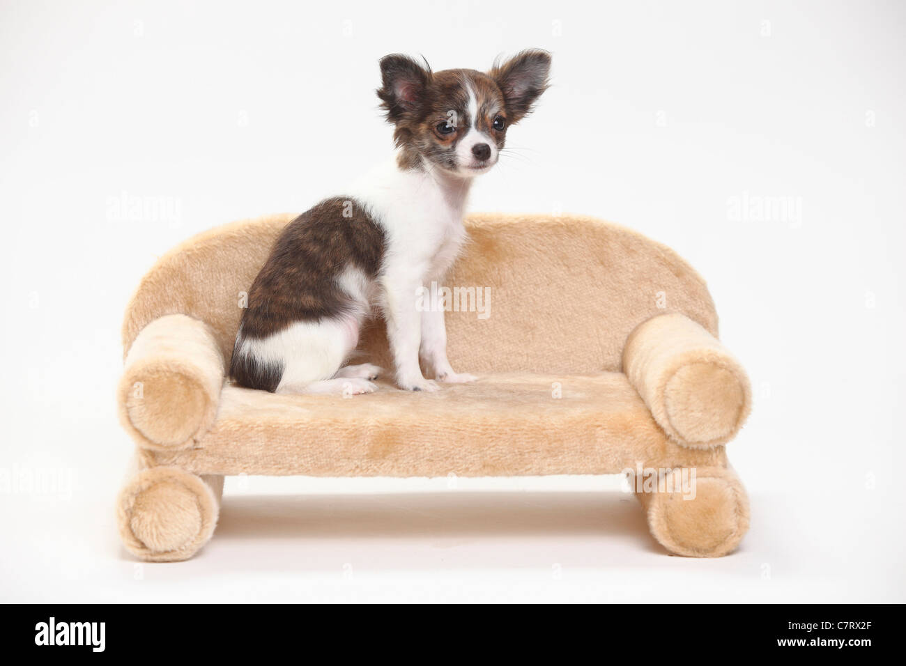 Chihuahua, cucciolo, longhaired, 3 1/2 mesi / lato Foto Stock