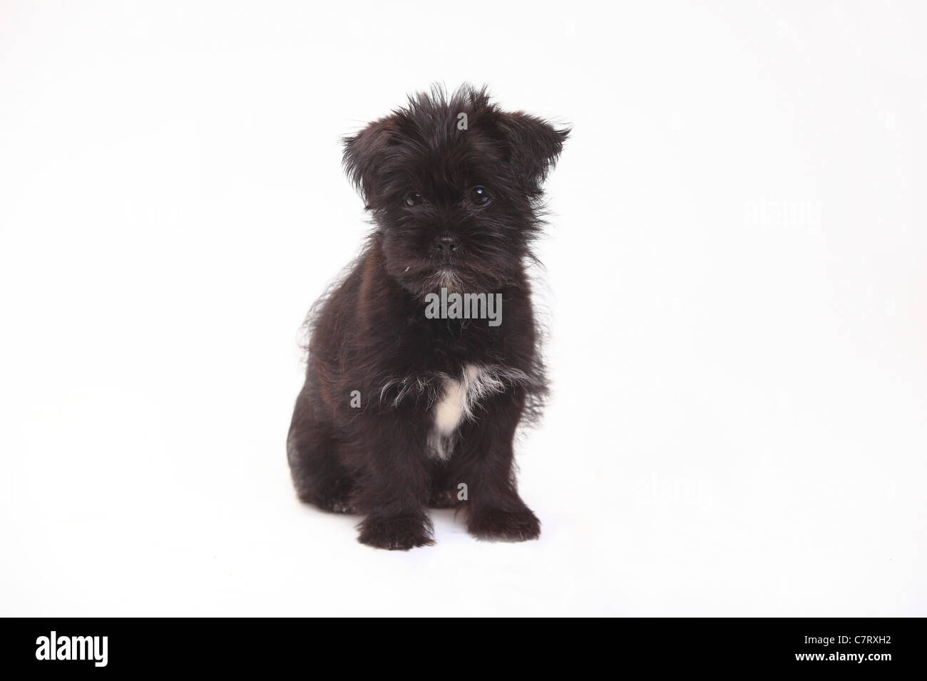 Bolonka Zwetna, cucciolo, 13 settimane / Tsvetnaya Bolonka Foto Stock