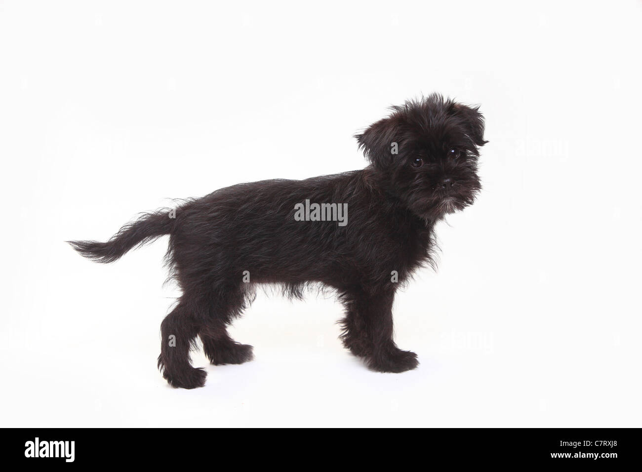 Bolonka Zwetna, cucciolo, 13 settimane / Tsvetnaya Bolonka Foto Stock