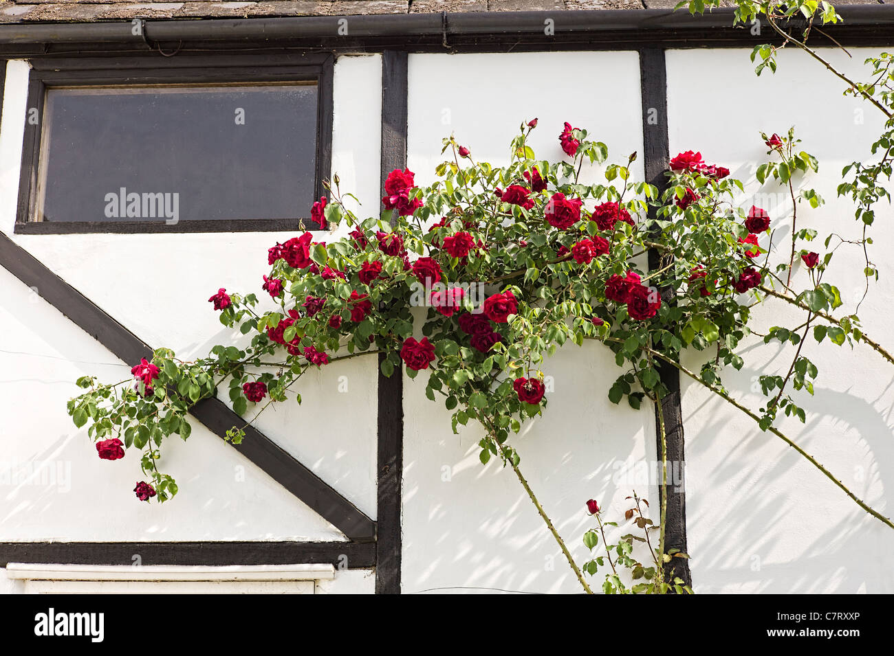 Rosso Rosa Etoile de Hollande in fiore contro il muro del granaio in Maggio Foto Stock