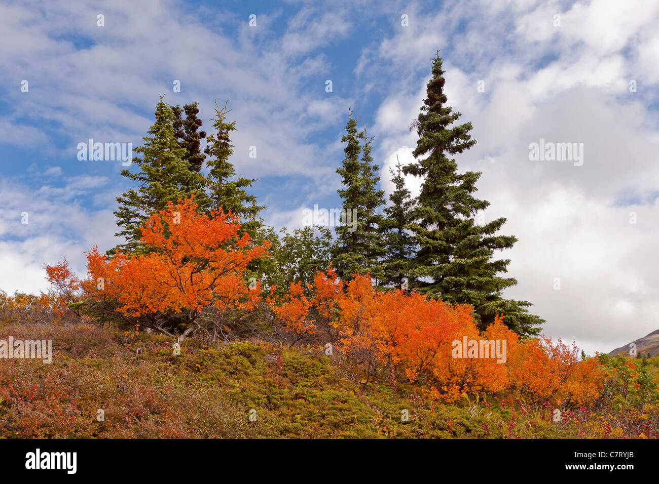 DENALI STATE PARK, Alaska, Stati Uniti d'America - fogliame di autunno su Kesugi Ridge. Foto Stock