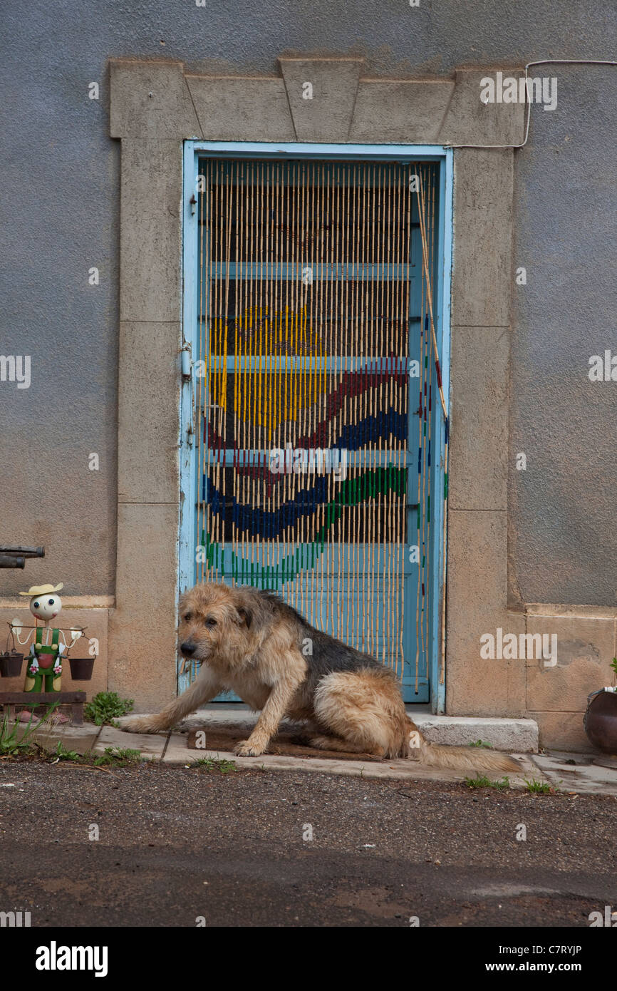 Un cane si siede sulla parte anteriore Quillan, vicino a Limoux S Aude, Francia Foto Stock