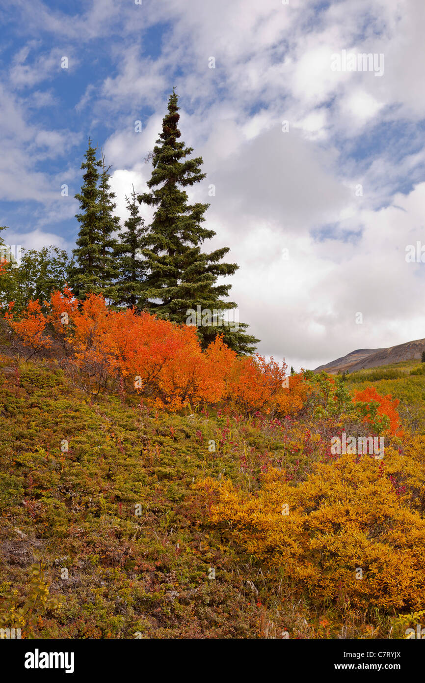 DENALI STATE PARK, Alaska, Stati Uniti d'America - fogliame di autunno su Kesugi Ridge. Foto Stock