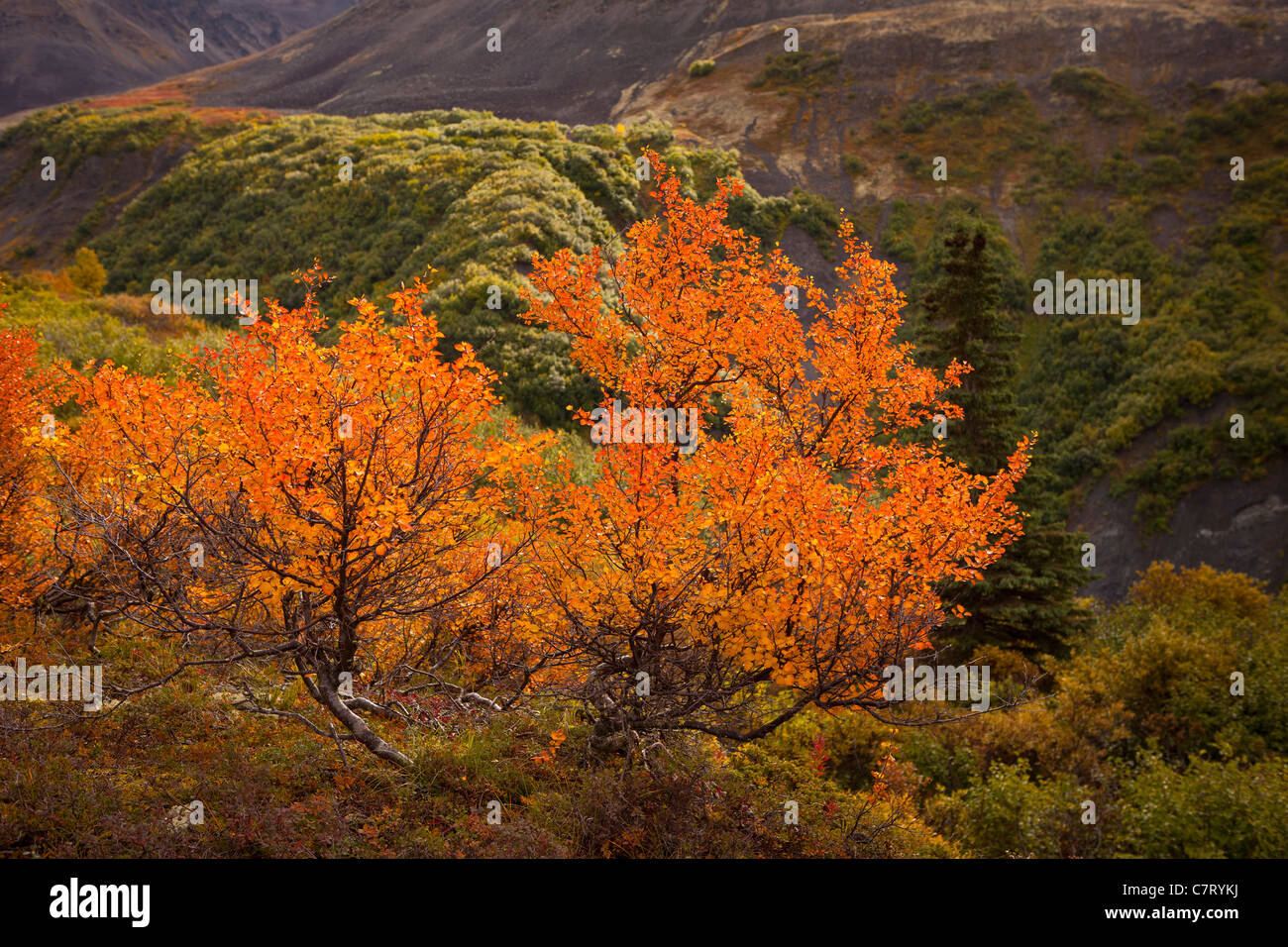 DENALI STATE PARK, Alaska, Stati Uniti d'America - fogliame di autunno su Kesugi Ridge. Foto Stock