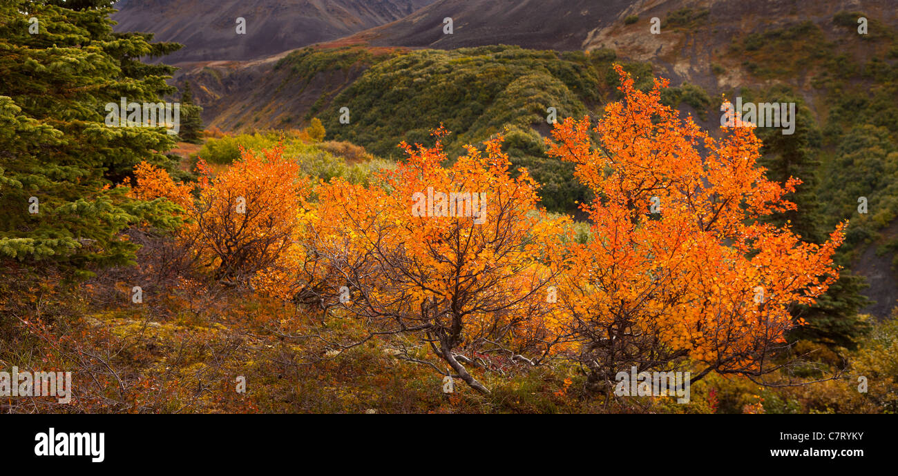 DENALI STATE PARK, Alaska, Stati Uniti d'America - fogliame di autunno su Kesugi Ridge. Foto Stock