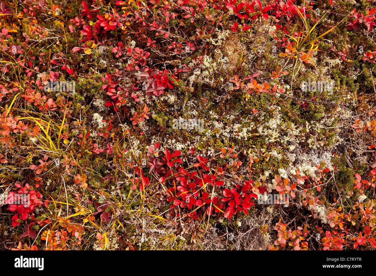 DENALI STATE PARK, Alaska, Stati Uniti d'America - Kesugi Ridge. Foto Stock