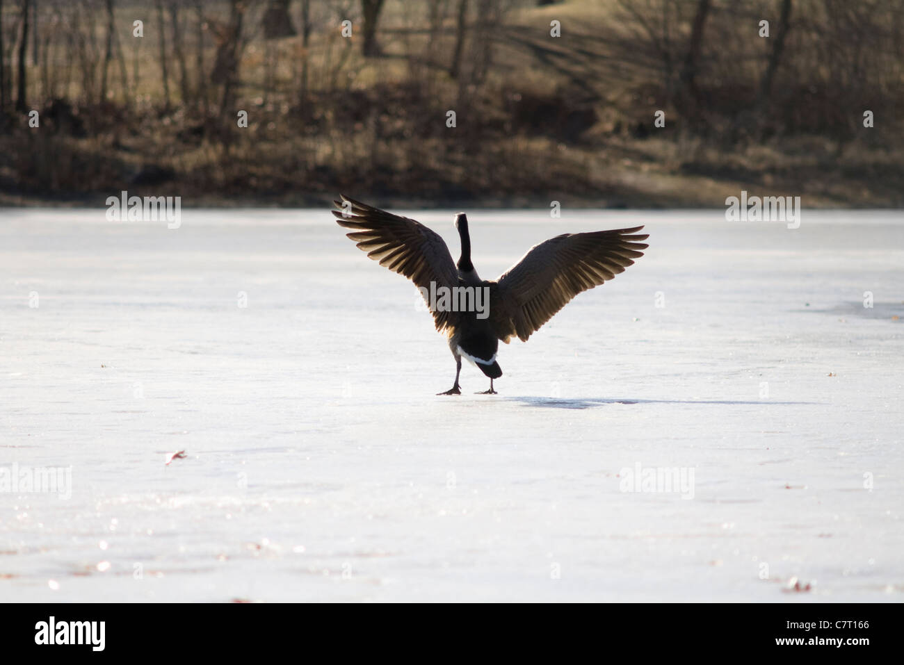 Canada Goose o Branta canadensis stirando le ali mentre si cammina sul ghiaccio congelato stagno Foto Stock